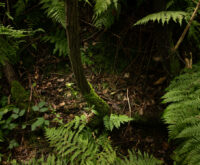 Wilder Wald Loki Schmidt Stiftung Estebrügge