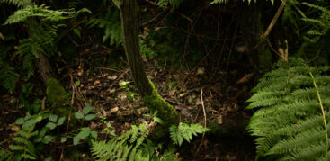 Wilder Wald Loki Schmidt Stiftung Estebrügge