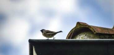 Der Haussperling nistet gerne unter Dächern. Im Volksmund wird der gesellige Vogel Spatz genannt. Foto: Imke Lass