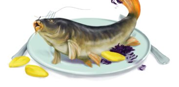 Schmeckt nicht jedem: Karpfen blau. Illustration: Stefan Bachmann
