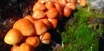 Zusammenwachsen: „Pilze entscheiden sich in der freien Natur dazu, in einer Gemeinschaft zu leben und zu wachsen. Sie sind sich ähnlich und doch so verschieden.“ Foto: Line, 16, Stadtteilschule Eppendorf