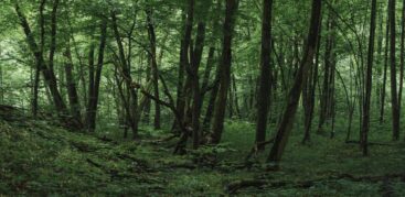 Ein Foto von einem dichten Wald