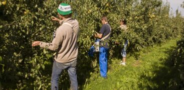 Zwei Männer und eine Frau pflücken Äpfel von Bäumen