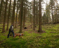 Ein Mann und ein Hund gehen unter Buchen entlang