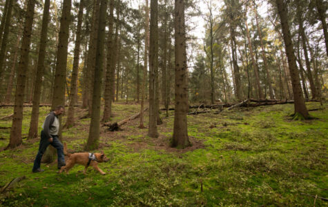 Ein Mann und ein Hund gehen unter Buchen entlang