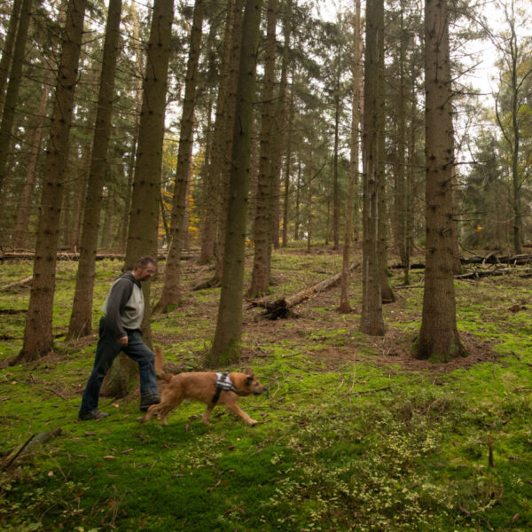 Ein Mann und ein Hund gehen unter Buchen entlang