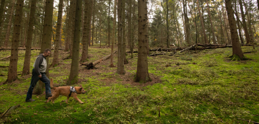 Ein Mann und ein Hund gehen unter Buchen entlang