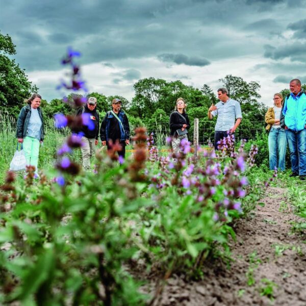 Eine Menschengruppe steht auf einem Feld, im Vordergrund wächst Salbei