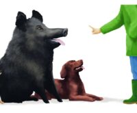 Schweine stehen Hunden in Sachen Intelligenz in nichts nach. Illustration: Stefan Bachmann