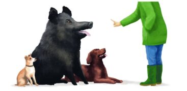 Schweine stehen Hunden in Sachen Intelligenz in nichts nach. Illustration: Stefan Bachmann