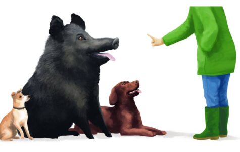 Schweine stehen Hunden in Sachen Intelligenz in nichts nach. Illustration: Stefan Bachmann