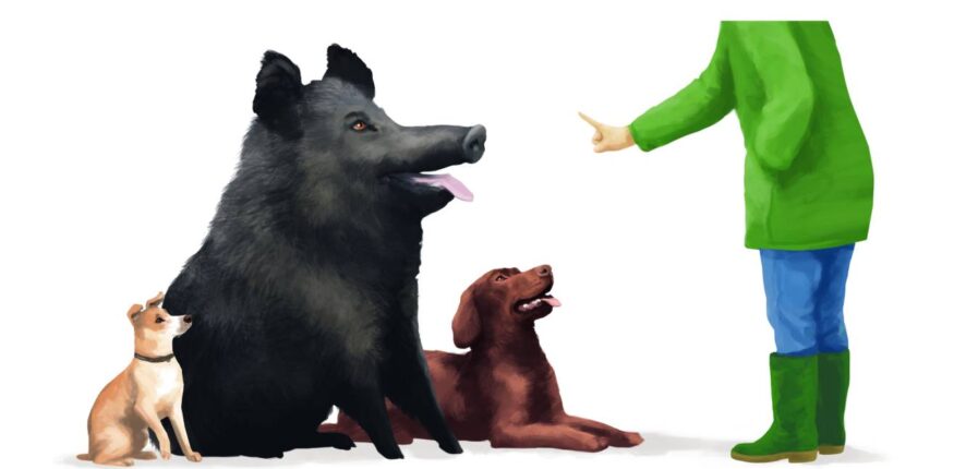 Schweine stehen Hunden in Sachen Intelligenz in nichts nach. Illustration: Stefan Bachmann