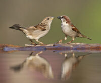 Zwei Spatzen sitzen an einer Tränke, ihre Silhouetten spiegeln sich im Wasser