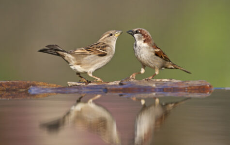 Zwei Spatzen sitzen an einer Tränke, ihre Silhouetten spiegeln sich im Wasser