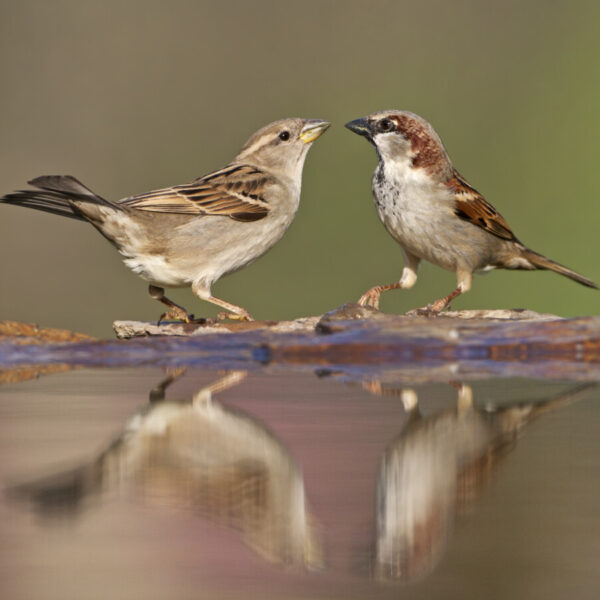 Zwei Spatzen sitzen an einer Tränke, ihre Silhouetten spiegeln sich im Wasser