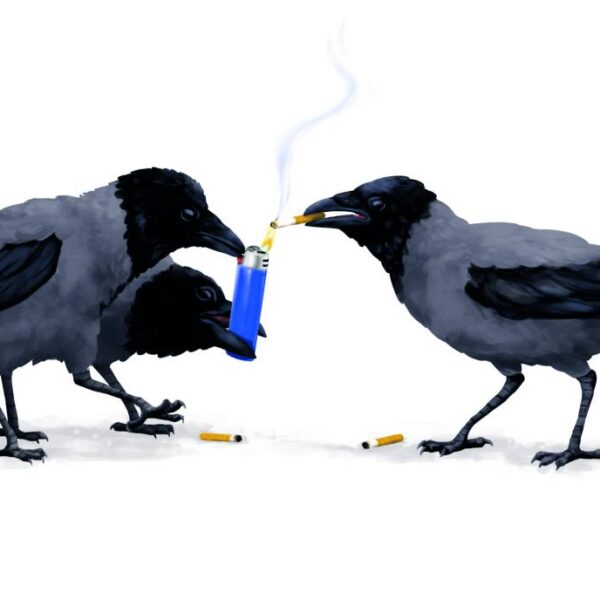Ein echter Leckerbissen? Krähen beim Müllsammeln – und Inhalieren. Illustration: Stefan Bachmann
