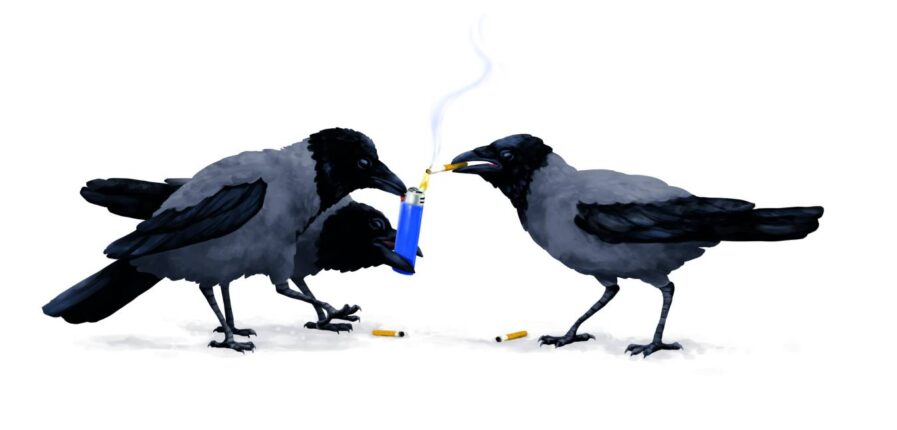 Ein echter Leckerbissen? Krähen beim Müllsammeln – und Inhalieren. Illustration: Stefan Bachmann