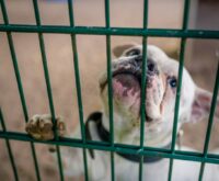 Ein weißer Hund schaut durch Gitterstäbe hindurch