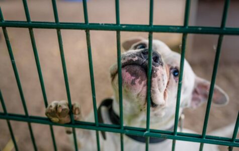 Ein weißer Hund schaut durch Gitterstäbe hindurch