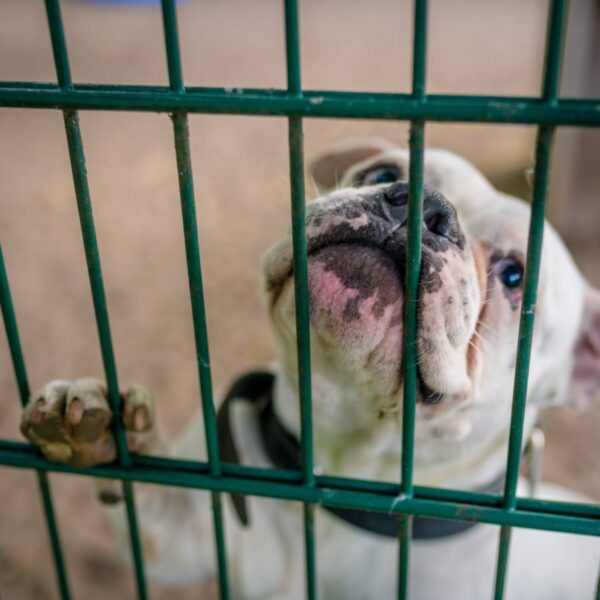 Ein weißer Hund schaut durch Gitterstäbe hindurch