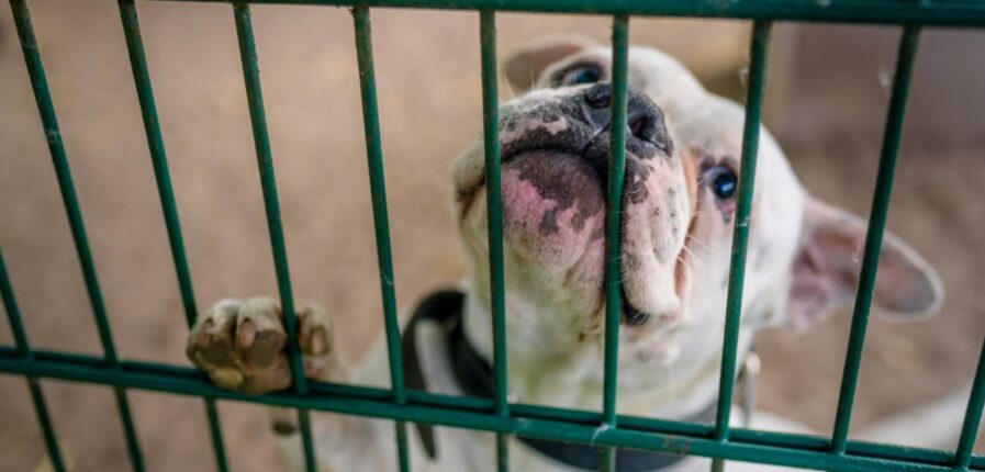 Ein weißer Hund schaut durch Gitterstäbe hindurch